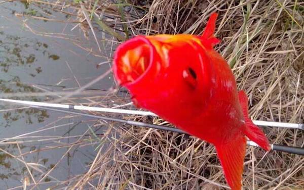 红鲫鱼的寿命多少年?