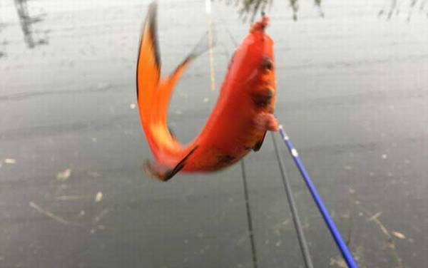 红鲫鱼的寿命多少年?