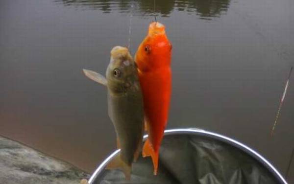 红鲫鱼的寿命多少年?