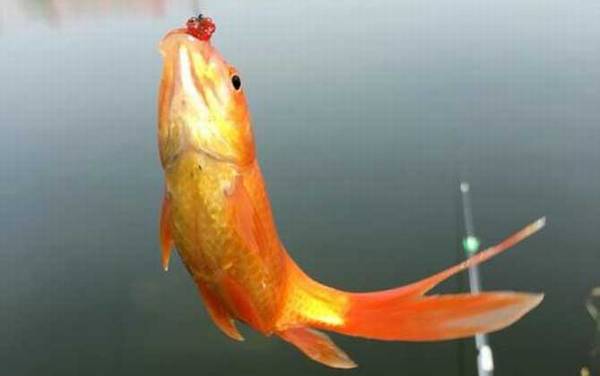 红鲫鱼一般能长多大?