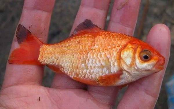 红鲫鱼怎么分辨雌雄?