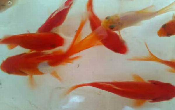 金鲫鱼的寿命有多长?