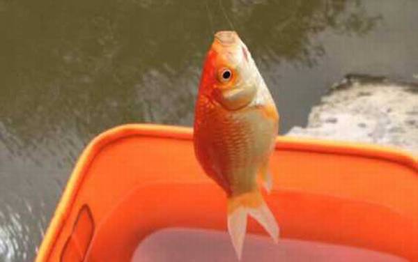 金鲫鱼多大产卵繁殖?