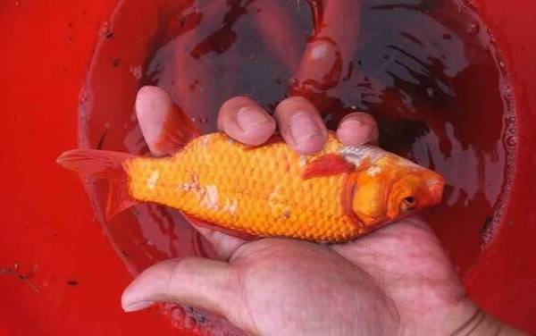 金鲫鱼的寿命有多长?