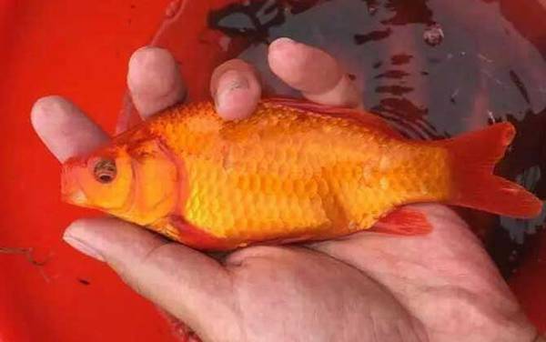 金鲫鱼能长多大?