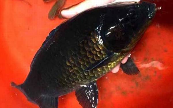 鲫鱼长什么样子?