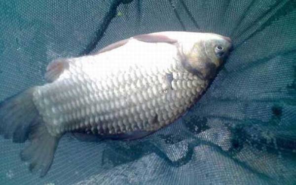 养鲫鱼多久喂一次?