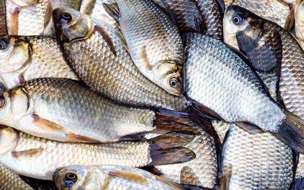 鲫鱼放盆里能活几天?