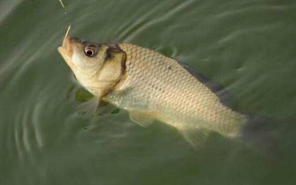 鲫鱼放盆里能活几天?