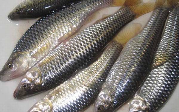 麦穗鱼养殖亩产量多少斤?