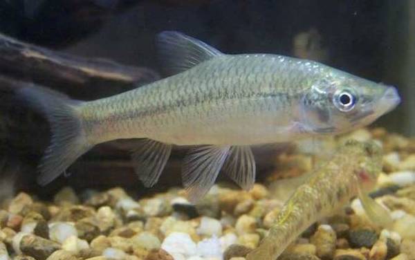 �������С����