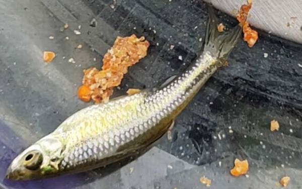 �����㷱ֳ����ǿ��