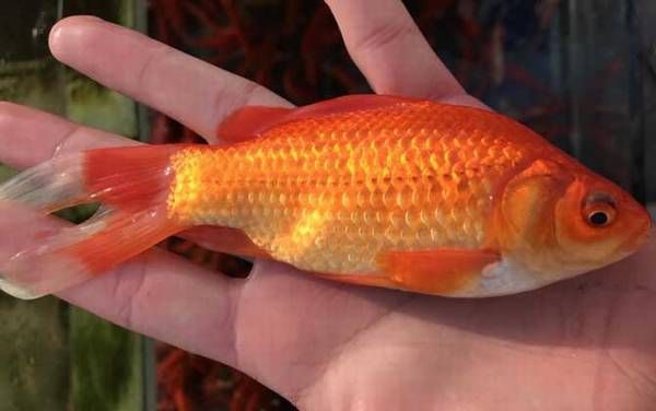 金鲫鱼怎么养才好养?