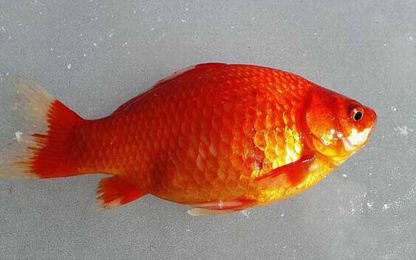 金鲫鱼怎么养才好养?