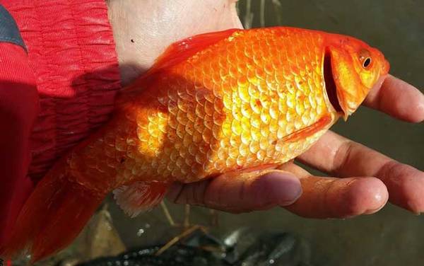 金鲫鱼怎么养才好养?