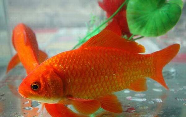 金鲫鱼怎么养才好养?