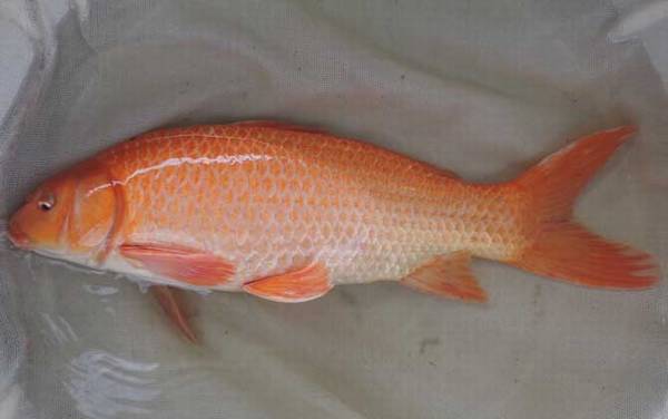 �����м���Ʒ�֣�