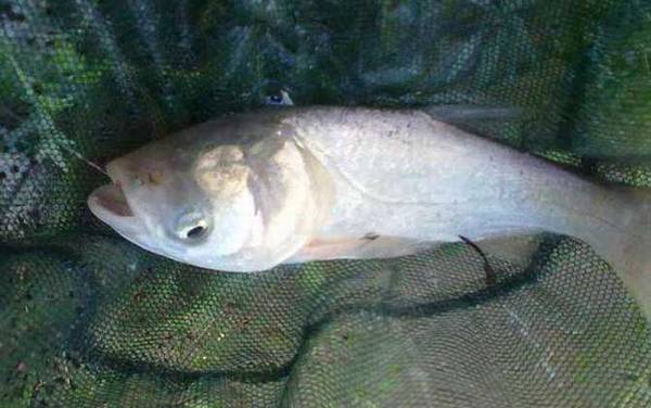 �Ĵ�������������㣿