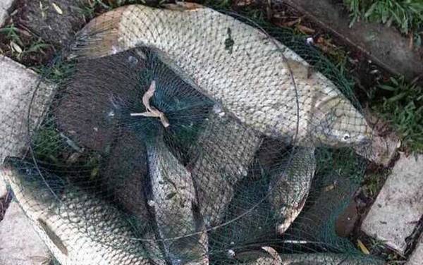 鲤鱼多大可以产卵繁殖?