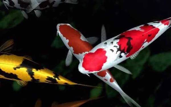 锦鲤鱼是什么鱼?