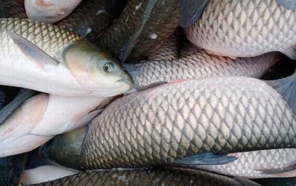 草鱼图片及种类名称大全