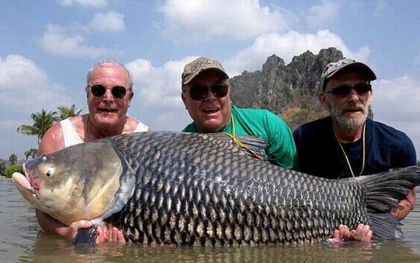 暹罗鲤鱼是什么鱼?