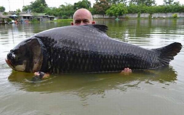 暹罗鲤鱼是什么鱼?