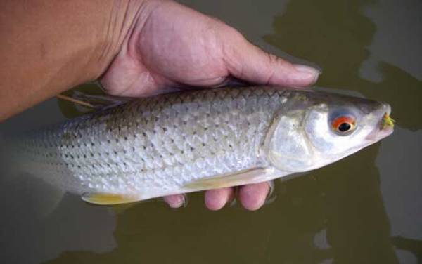 和草鱼很像的叫什么鱼?