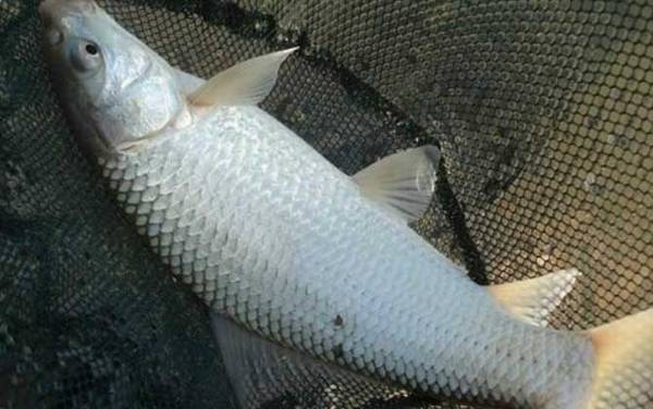 和草鱼很像的叫什么鱼?