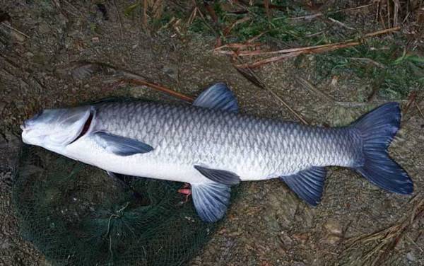 和草鱼很像的叫什么鱼?
