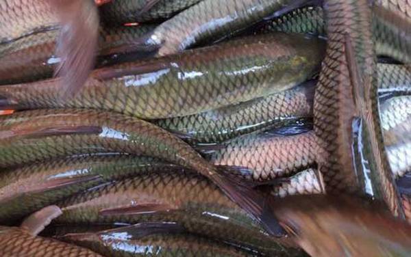 青鱼和草鱼是一种鱼吗?