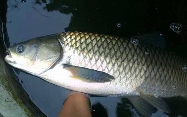 草鱼为什么叫草鱼?