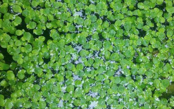 草鱼喜欢吃什么草?