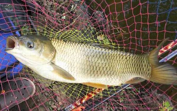 鲩鱼和草鱼有什么区别?