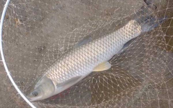 草鱼能长多大多重?