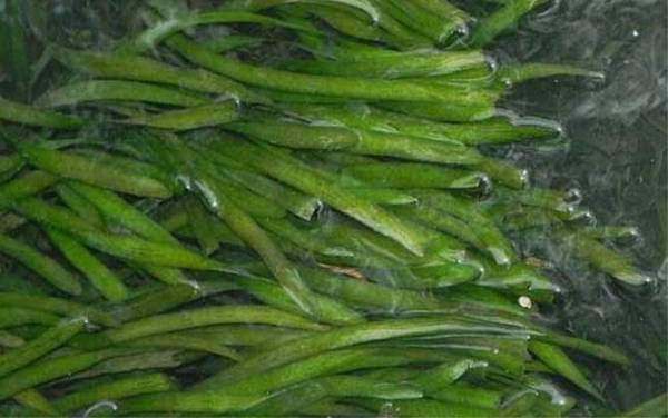 草鱼喜欢吃什么草?