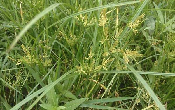 草鱼喜欢吃什么草?