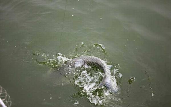青鱼的生活习性及特点
