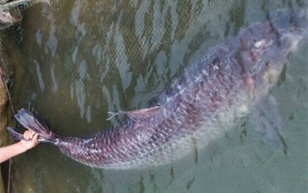 青鱼的生活习性及特点