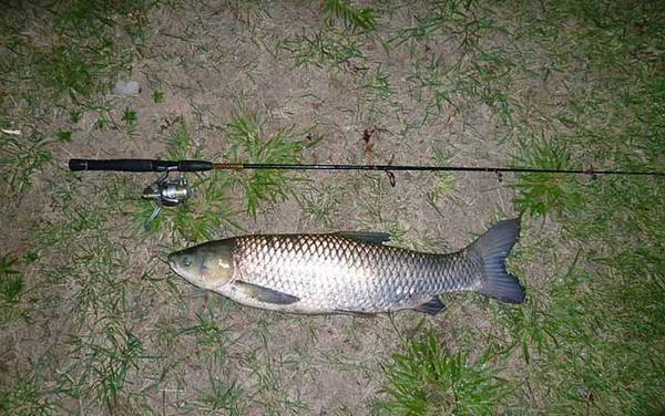 青鱼和草鱼有什么区别?