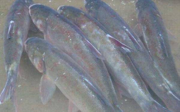 鲢鱼吃什么食物?