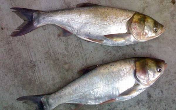 鲢鱼吃什么食物?