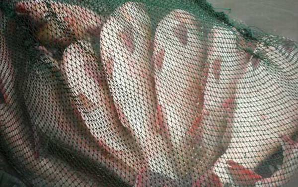 鲢鱼吃什么食物?