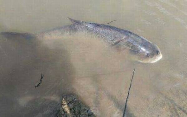 鳙鱼的生活习性及特点