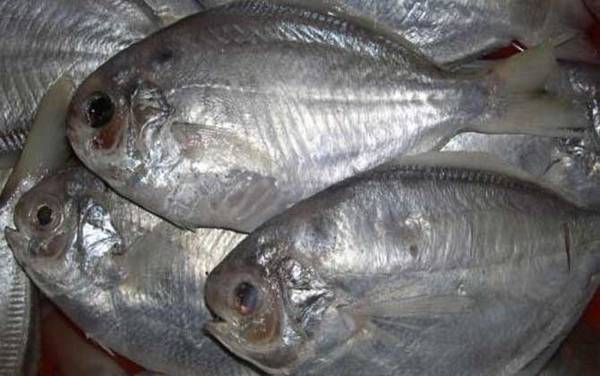 鲳鱼是海鱼还是淡水鱼?