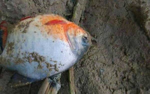 鲳鱼是海鱼还是淡水鱼?