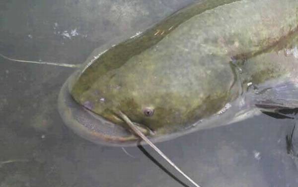 鲢鱼和鲶鱼有什么区别?