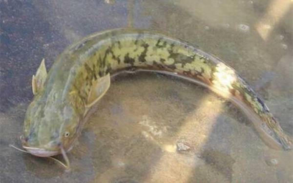 鲶鱼吃什么食物?