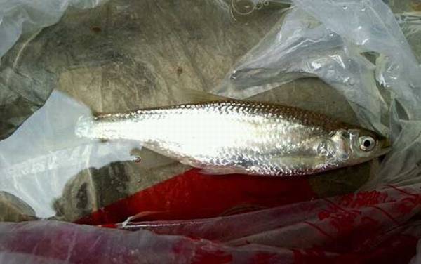 白条鱼是什么鱼?