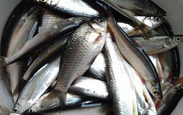 白条鱼吃什么食物?